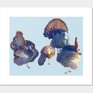 Male Turkeys Displaying Their Foliage to a Lady Posters and Art